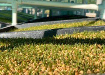 Implementa Gobierno del Estado módulos de forraje hidropónico en BCS