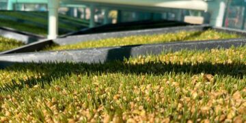 Implementa Gobierno del Estado módulos de forraje hidropónico en BCS