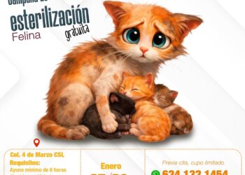 Anuncian Campaña de Esterilización Felina en Cabo San Lucas