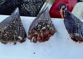 Suspenden de manera precautoria la extracción de moluscos bivalvos en los esteros La Bocana y El Coyote en Mulegé