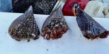 Suspenden de manera precautoria la extracción de moluscos bivalvos en los esteros La Bocana y El Coyote en Mulegé