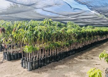 Dona Gobierno del Estado más de 11 mil plantas de ornato a instituciones públicas en 2025