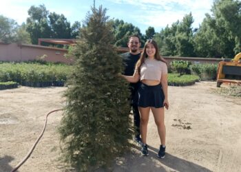 Inicia recepción de árboles de navidad naturales en el Eco Parque