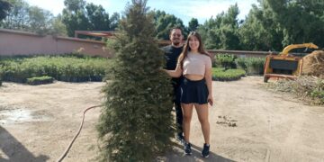 Inicia recepción de árboles de navidad naturales en el Eco Parque