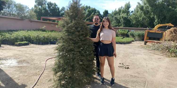 Inicia recepción de árboles de navidad naturales en el Eco Parque