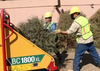 Avanza reciclaje de árboles de Navidad con el programa Manos a la Tierra