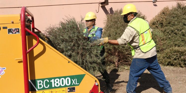 Avanza reciclaje de árboles de Navidad con el programa Manos a la Tierra