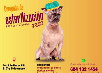 Arranca en Cabo San Lucas jornada gratuita de esterilización canina y felina