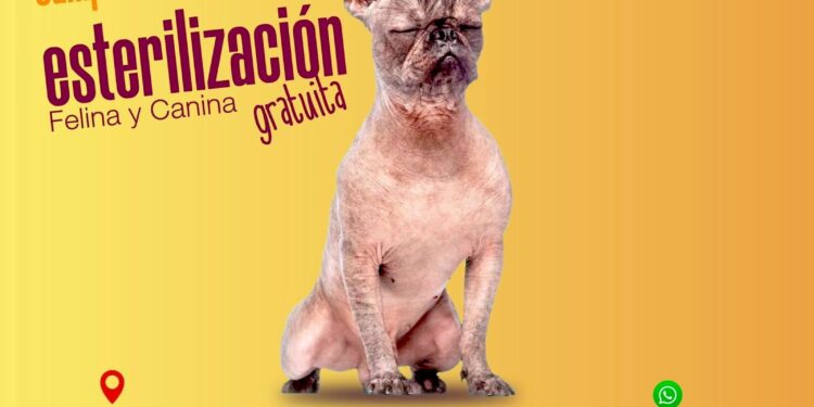 Arranca en Cabo San Lucas jornada gratuita de esterilización canina y felina