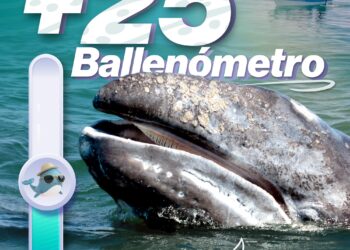 Puerto Chale registra más de 25 avistamientos de ballena gris