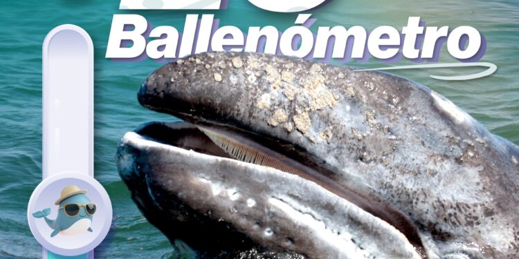 Puerto Chale registra más de 25 avistamientos de ballena gris