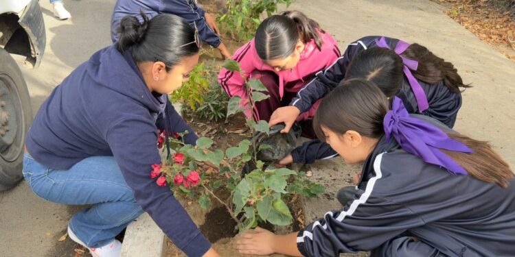 Jornada de Reforestación en Miraflores fortalece la participación comunitaria y el cuidado del medio ambiente