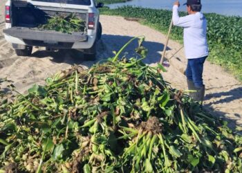Arranca 2026 con jornadas de extracción de plantas invasoras en el Estero de San José del Cabo