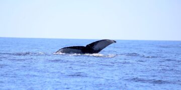 Inicia Gobierno de Los Cabos el programa de avistamiento de ballenas para niñez de nivel primaria