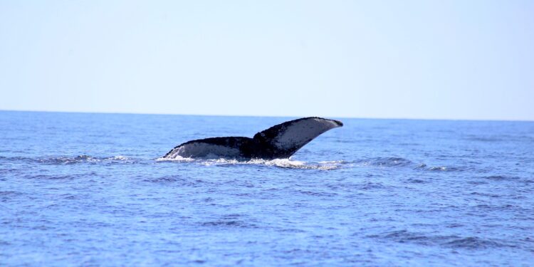 Inicia Gobierno de Los Cabos el programa de avistamiento de ballenas para niñez de nivel primaria