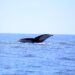Inicia Gobierno de Los Cabos el programa de avistamiento de ballenas para niñez de nivel primaria
