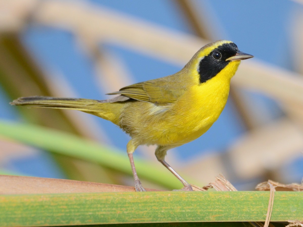 Continúa Los Cabos modelo de gestión ecológica y conservación de especies migratorias