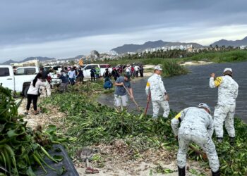 Retiran más de 70 toneladas de planta invasora en el Estero de San José del Cabo