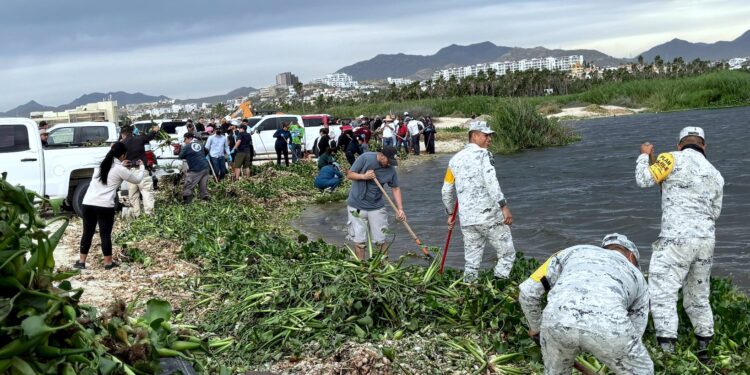 Retiran más de 70 toneladas de planta invasora en el Estero de San José del Cabo