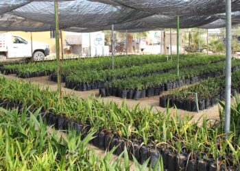 Fortalece Gobierno del Estado acciones de reforestación en Baja California Sur