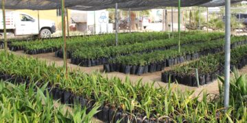 Fortalece Gobierno del Estado acciones de reforestación en Baja California Sur