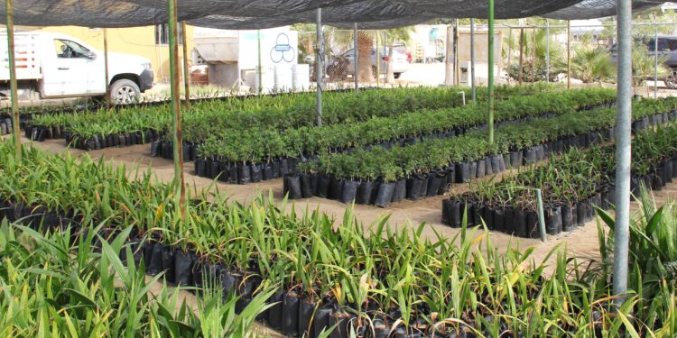Fortalece Gobierno del Estado acciones de reforestación en Baja California Sur