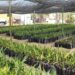 Fortalece Gobierno del Estado acciones de reforestación en Baja California Sur