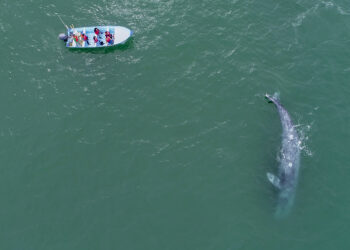 Concluye con éxito el Festival de la Ballena Gris en Puerto Adolfo López Mateos