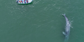 Concluye con éxito el Festival de la Ballena Gris en Puerto Adolfo López Mateos