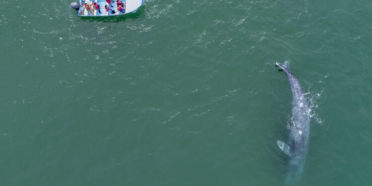 Concluye con éxito el Festival de la Ballena Gris en Puerto Adolfo López Mateos