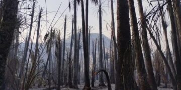 Baja California Sur participará en Reunión Nacional de Protección Civil sobre Incendios Forestales 2026