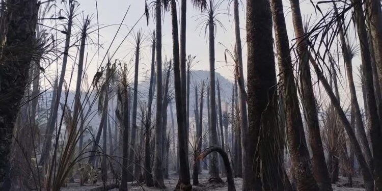 Baja California Sur participará en Reunión Nacional de Protección Civil sobre Incendios Forestales 2026