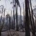 Baja California Sur participará en Reunión Nacional de Protección Civil sobre Incendios Forestales 2026