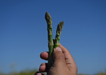 Mantiene BCS el segundo lugar nacional en producción de espárrago y genera 20 mil empleos 