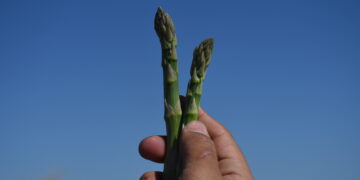 Mantiene BCS el segundo lugar nacional en producción de espárrago y genera 20 mil empleos 