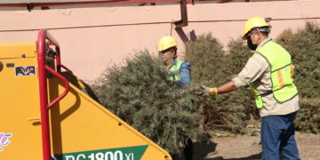 Extienden periodo de recepción de árboles de navidad durante febrero
