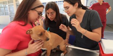 UABCS se suma a la Semana Nacional de Vacunación Antirrábica Canina y Felina 2026