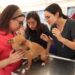 UABCS se suma a la Semana Nacional de Vacunación Antirrábica Canina y Felina 2026