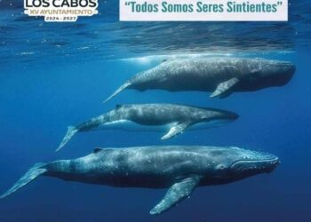 Se efectuará en San José del Cabo el V Congreso Internacional por el Derecho de los Animales