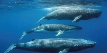 Se efectuará en San José del Cabo el V Congreso Internacional por el Derecho de los Animales