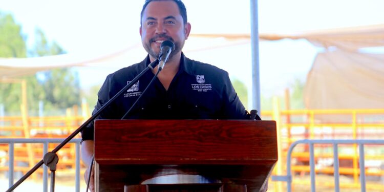 Entrega Ayuntamiento de Los Cabos 115 sementales bovinos; apoyan ganadería local