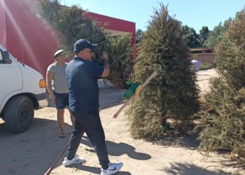 Concluye recepción de árboles de navidad naturales en La Paz