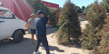 Concluye recepción de árboles de navidad naturales en La Paz