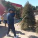 Concluye recepción de árboles de navidad naturales en La Paz