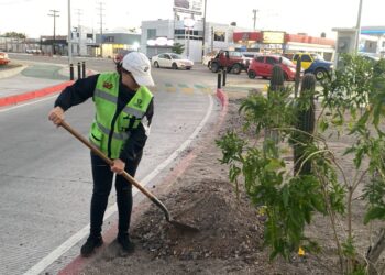 Servicios Públicos de La Paz amplía el programa de Camellones Choyeros