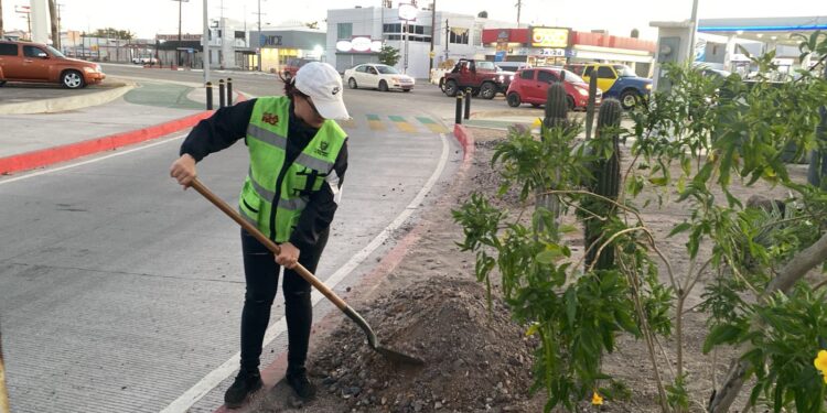 Servicios Públicos de La Paz amplía el programa de Camellones Choyeros