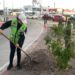 Servicios Públicos de La Paz amplía el programa de Camellones Choyeros