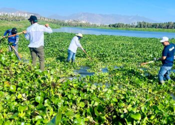 Realizan jornada de limpieza y retiro de especies invasoras en el Estero de San José del Cabo