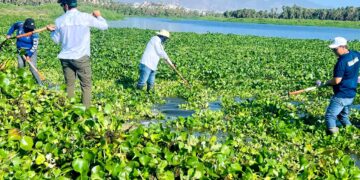 Realizan jornada de limpieza y retiro de especies invasoras en el Estero de San José del Cabo
