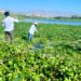 Realizan jornada de limpieza y retiro de especies invasoras en el Estero de San José del Cabo